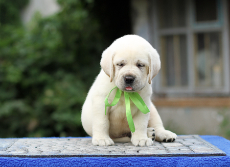 sweet little yellow labrador puppy sitting on blue backgroundの写真素材