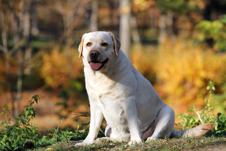 nice yellow labrador in the park in autumnの写真素材