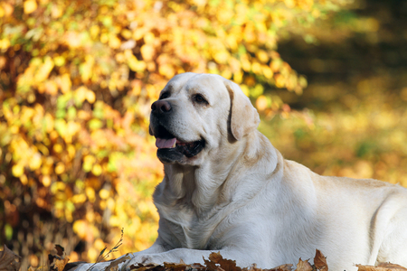 a sweet cute nice yellow labrador in the park in autumnの写真素材
