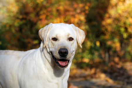 nice yellow labrador in the park in autumnの写真素材