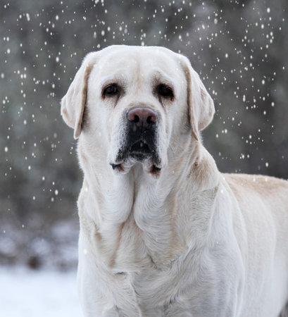 yellow labrador in winter in snow portrait close upの写真素材