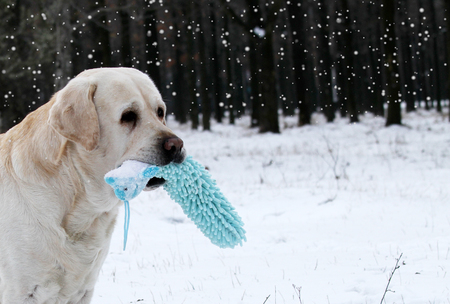 the nice yellow labrador in winter in snow with a green toyの写真素材