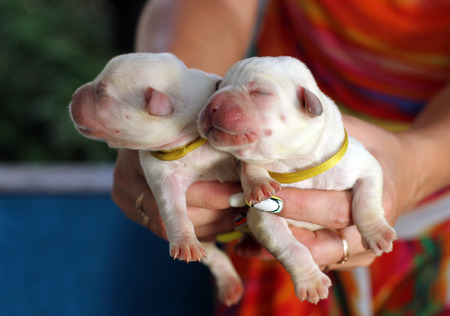 two little newborn labrador puppies in springの写真素材