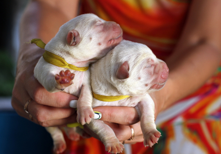two cute sweet little newborn labrador puppies in springの写真素材