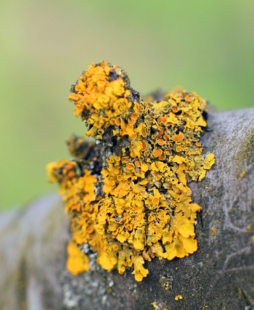 Xanthoria parietina on the tree in the gardenの写真素材