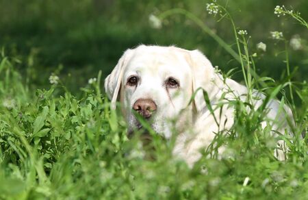 nice sweet yellow labrador sitting in the parkの写真素材