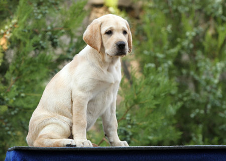 the sweet little labrador puppy on a blue background