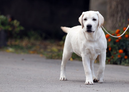 cute nice sweet yellow labrador sitting in the park