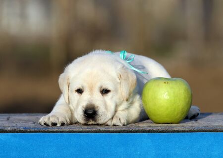 little labrador puppy on a blue backgroundの写真素材