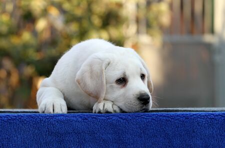 a little labrador puppy on a blue backgroundの写真素材