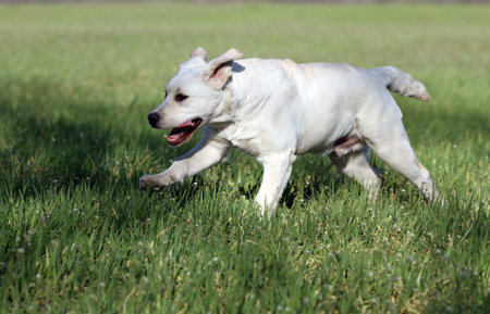 yellow labrador playing in the park