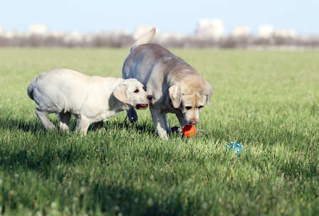 two yellow labradors playing in the parkの写真素材