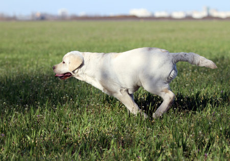 nice yellow labrador playing in the parkの写真素材