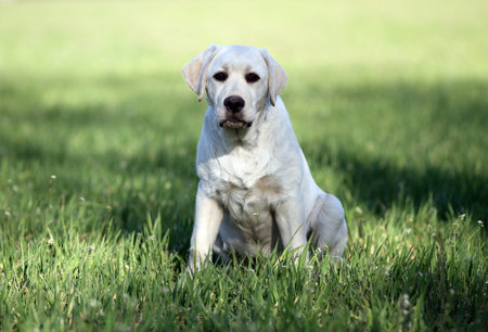 nice yellow labrador playing in the park