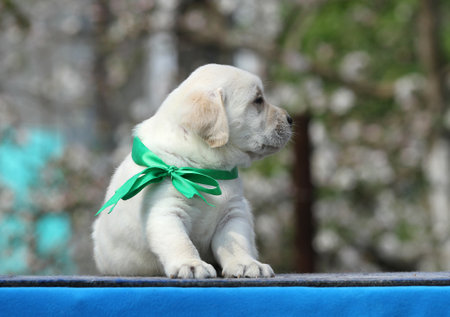 the sweet yellow labrador puppy on the blue backgroundの写真素材