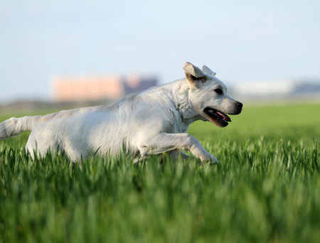 the sweet yellow labrador playing in the parkの写真素材
