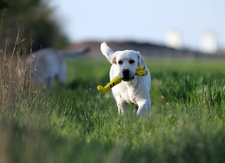 sweet yellow labrador playing in the parkの写真素材