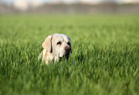 a yellow labrador playing in the parkの写真素材
