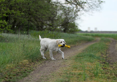 the yellow labrador playing in the park