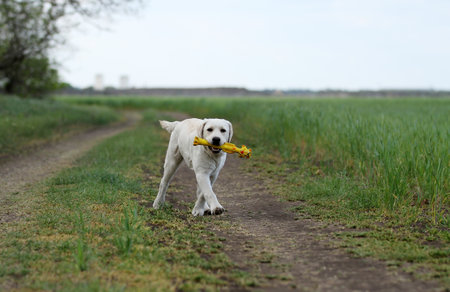 a yellow labrador playing in the parkの写真素材