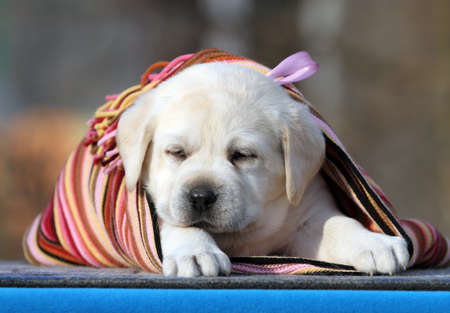 the nice yellow labrador puppy on the blue backgroundの写真素材