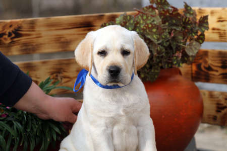 yellow labrador pappy playing in the parkの写真素材
