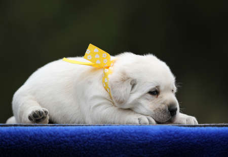 sweet yellow labrador dog on the blue backgroundの写真素材