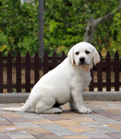 the yellow labrador puppy playing in the park
