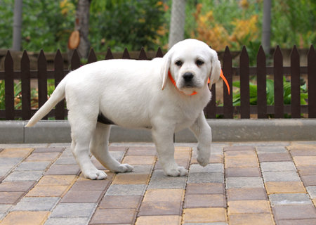sweet yellow labrador puppy playing in the park