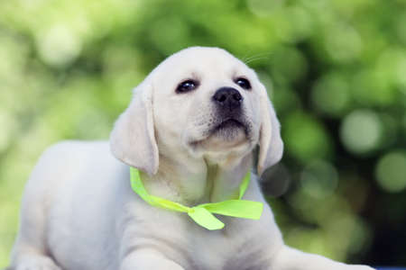 yellow labrador puppy portrait close upの写真素材