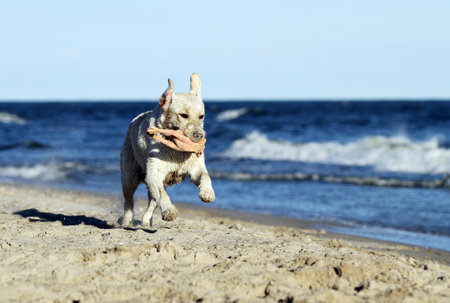 sweet nice yellow labrador playing at the seashore in summerの写真素材