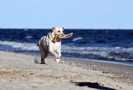 sweet nice yellow labrador playing at the seashore in summerの写真素材
