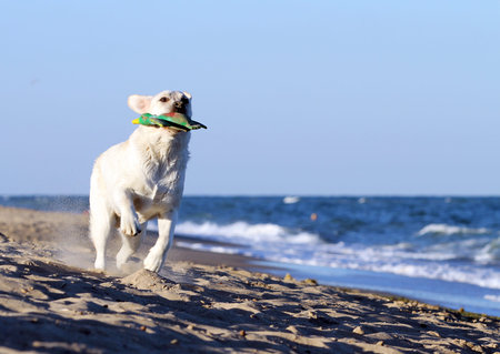 a nice sweet yellow labrador playing at the seashore in summer