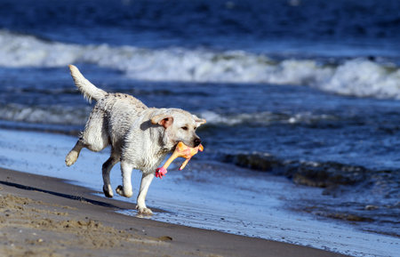the sweet yellow labrador playing at the seashore in summer