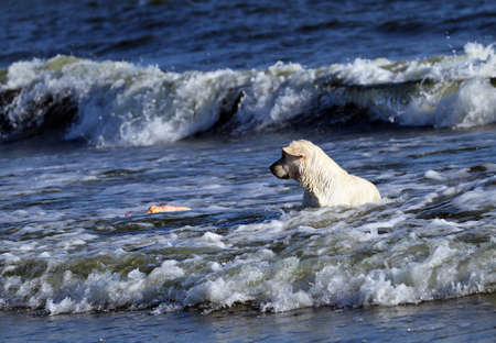 the nice yellow labrador playing at the seashore in summerの写真素材