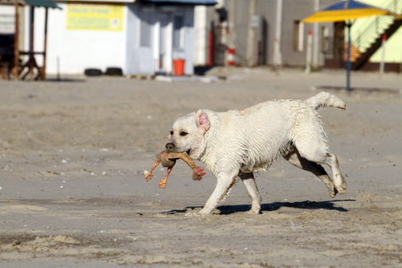 a nice yellow labrador playing at the seashore in summer