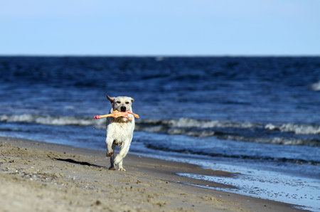 a sweet nice yellow labrador playing at the seashore in summer