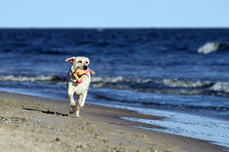 a nice yellow labrador playing at the seashore in summerの写真素材