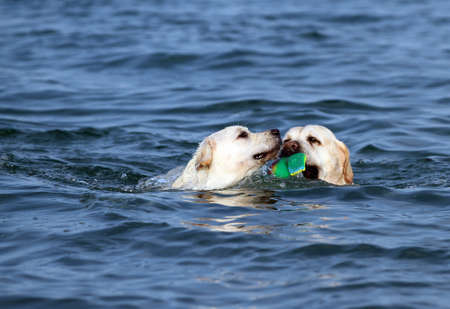 two nice sweet yellow labradors playing at the seashore in summerの写真素材