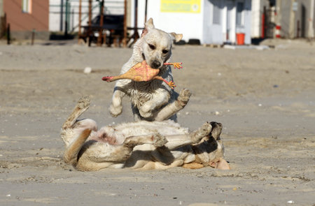 two sweet yellow labradors playing at the seashore in summer