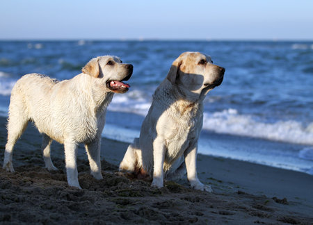 two yellow labradors playing at the seashore in summerの写真素材
