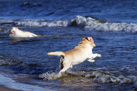two adorable yellow labradors playing at the seashore in summerの写真素材
