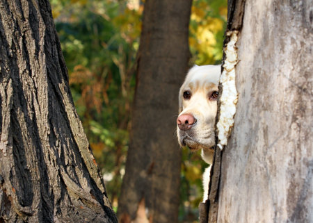 yellow labrador at the park in autumn portrait