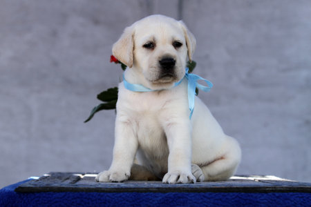 sweet nice yellow labrador puppy playing at the park in autumn amazingの写真素材
