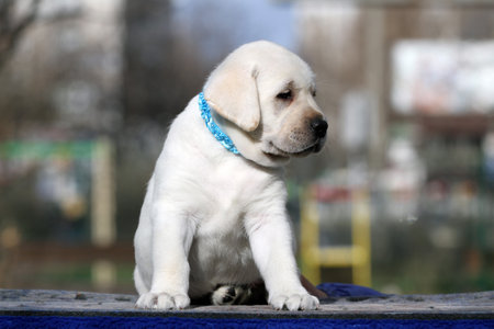 a nice yellow labrador puppy on the blue background portraitの写真素材