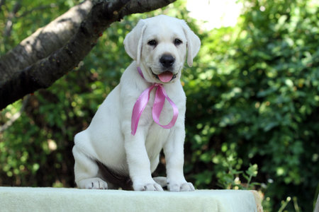 the yellow labrador puppy in summer close up portrait