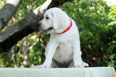 the nice yellow labrador puppy in summer close up portrait