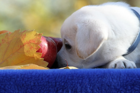the yellow labrador retriever in autumn close up portraitの写真素材