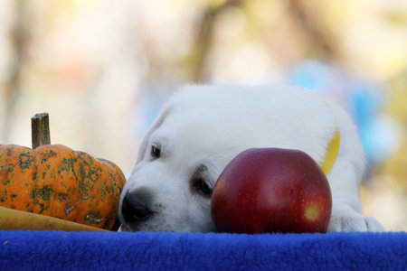 the nice yellow labrador retriever in autumn close up portrait