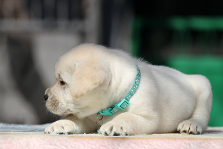 yellow labrador retriever in spring close up portraitの写真素材